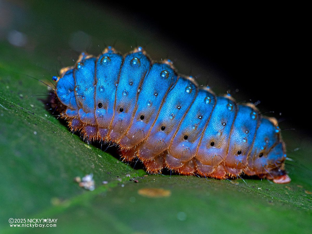 bugoclock's tweet image. ･*ʚ bug of the day: burnet moth caterpillar