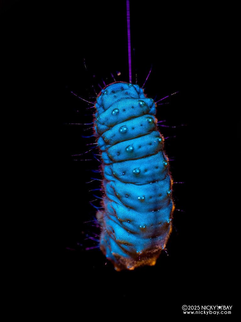 bugoclock's tweet image. ･*ʚ bug of the day: burnet moth caterpillar