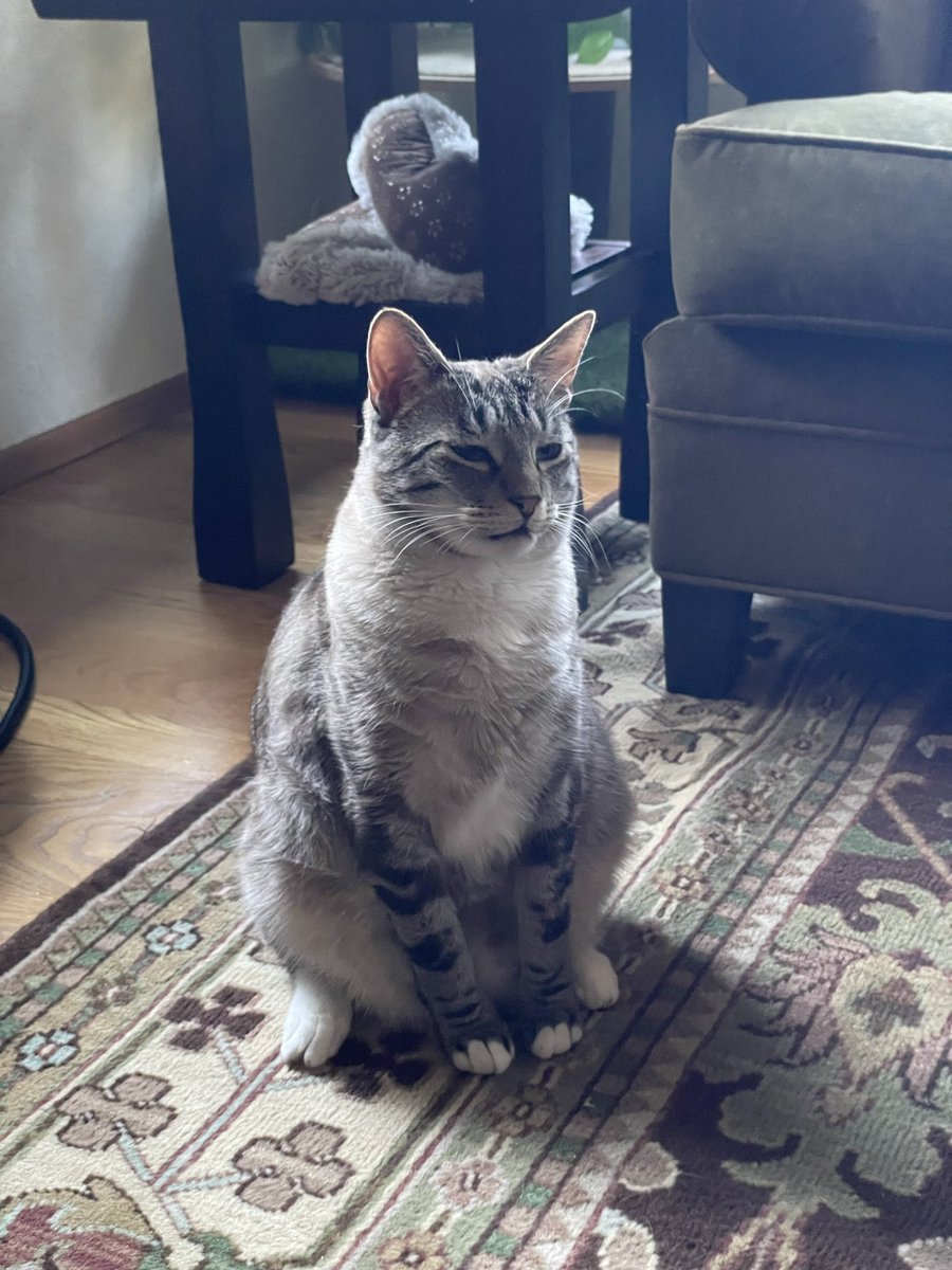 Macklemore the Cat tweet media