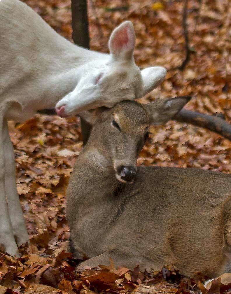 deer encounters 🦌 (@deerencounters) on Twitter photo 
