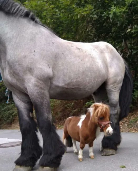 Samprdc's tweet image. moi et mes mutus en forme de petits cheval