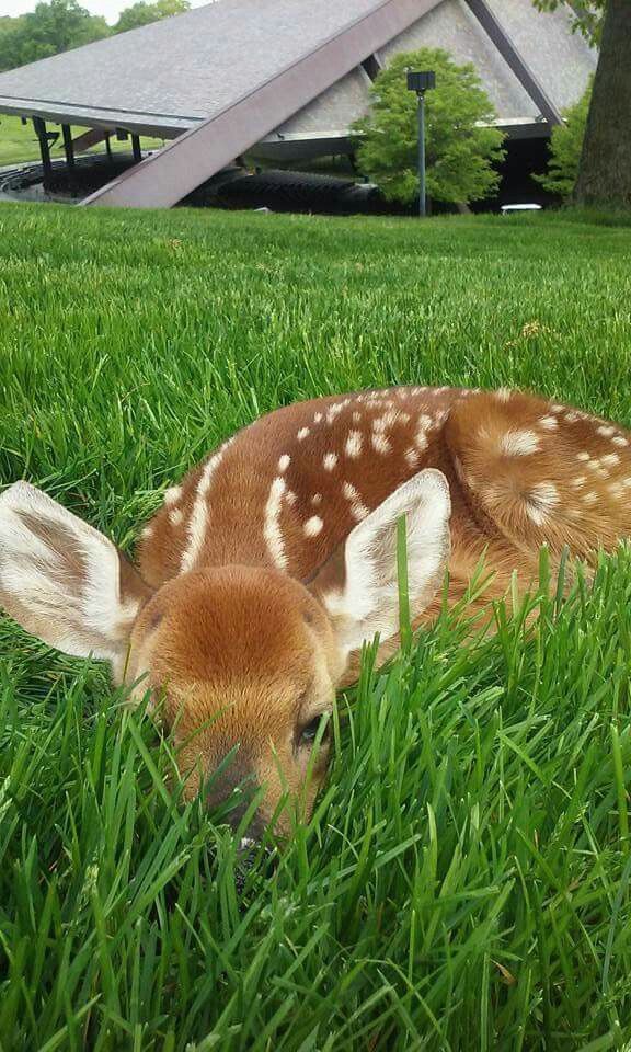 deer encounters 🦌 (@deerencounters) on Twitter photo 