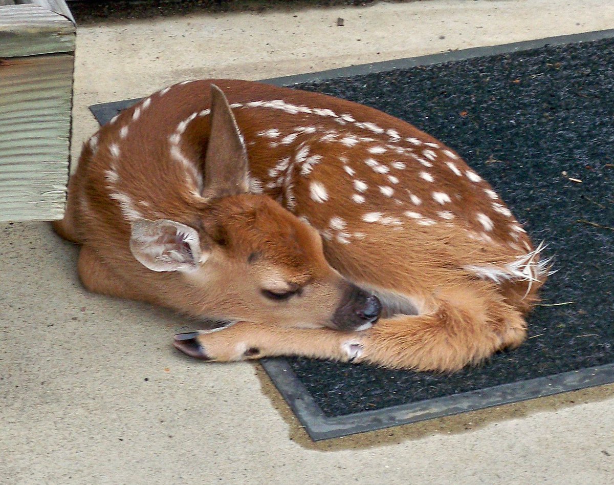 deer encounters 🦌 tweet media