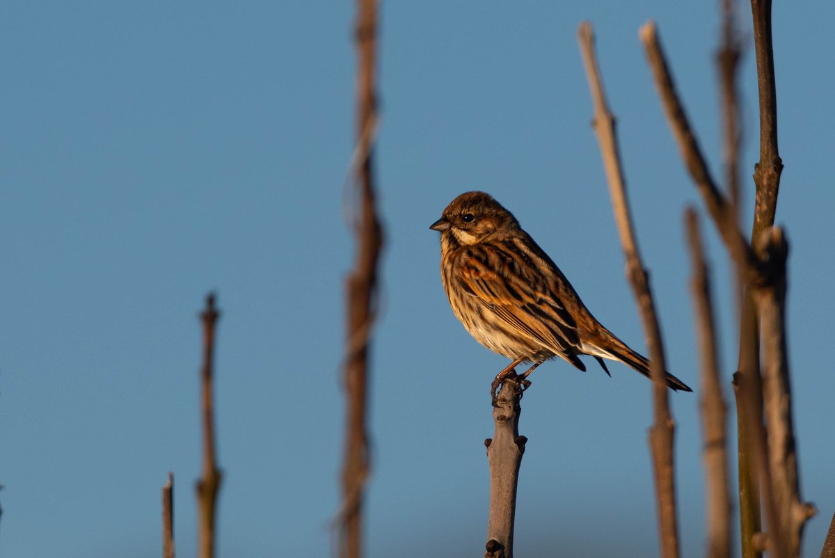 30/11/25
Morning  at Slapton produced
Juv Greenland White-froted goose &amp; a Brent goose with the Canada flock
Large groups of Greenfinch with Goldfinch, Reed Bunting and Chiffchaffs mixed in. Also 3 GND onthe sea