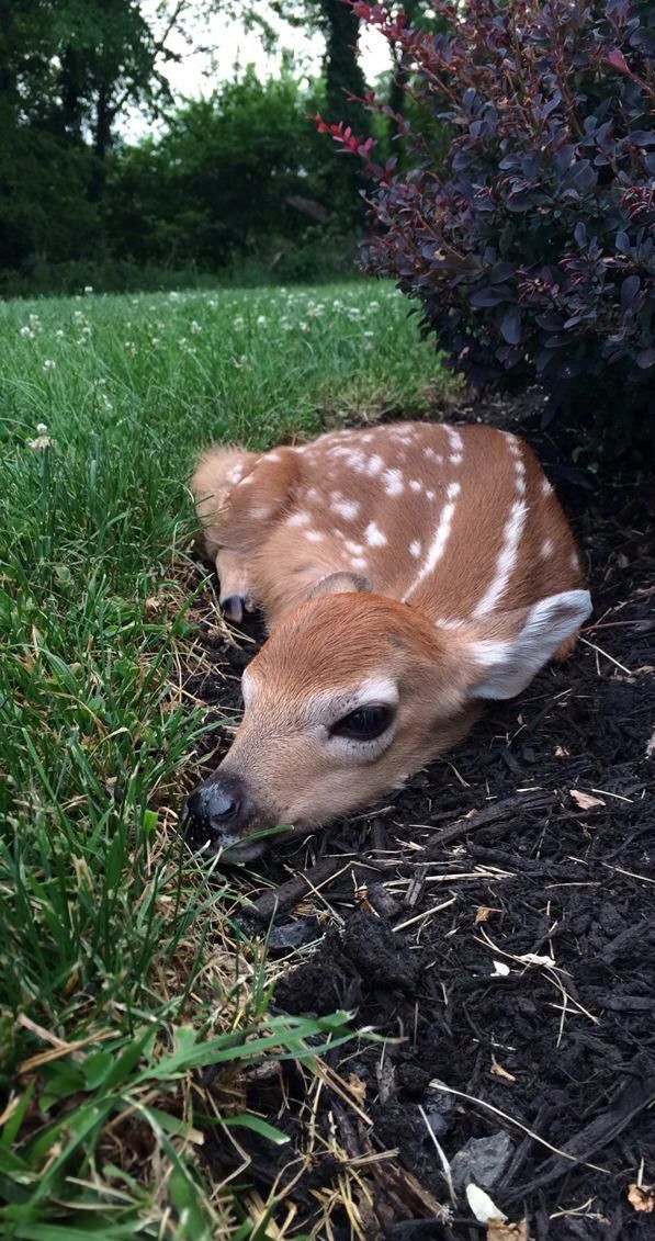 DeerEncounters's tweet image. 