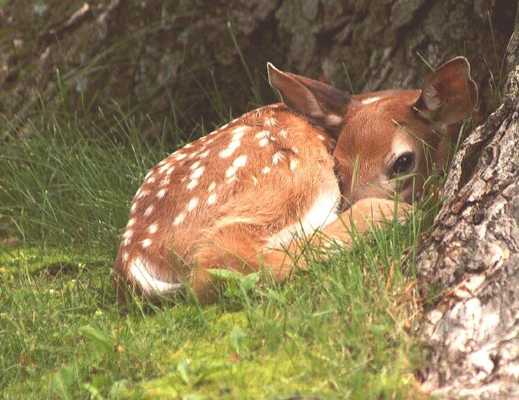 DeerEncounters's tweet image. 