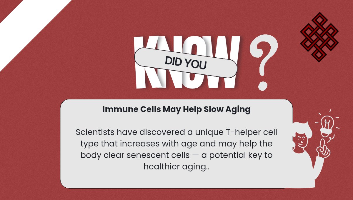 americanaging's tweet photo. New research identifies a unique T-helper cell subset that increases with age and may help clear senescent cells — a potential lever for slowing biological aging.
At #AGE, we champion discoveries that reveal how the immune system shapes longevity. https://t.co/jQDKor75up
#AGE2026 https://t.co/Alsj9R7wgh