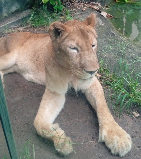 updatecharts's tweet image. A leoa que matou o jovem em um zoológico de João Pessoa está tranquila e não sofreu ferimentos durante o resgate do corpo.