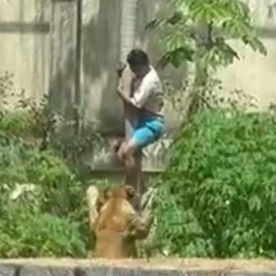 updatecharts's tweet image. A leoa que matou o jovem em um zoológico de João Pessoa está tranquila e não sofreu ferimentos durante o resgate do corpo.