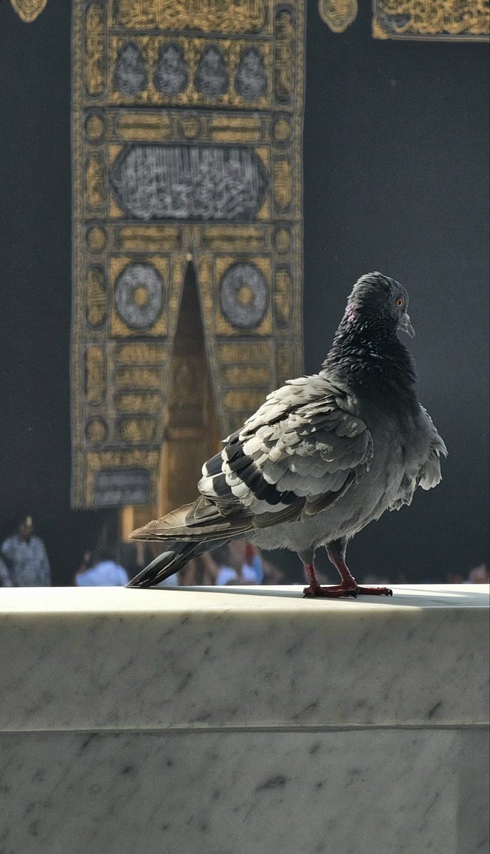 Dâim fikrimde, dâim zikrimdedir Kâbe’m… Kâbe’m, hep karşımda Kâbe’m, hep yanımdadır.
Lâkin şu gönül kuşum ten kafesinden uçup gitmeden, şu gören gözlerim kapanmadan, şu tutan ellerim, ayaklarım mecâlsiz kalmadan… Çağırsan bir kere, daha o mübârek beldelere…🤲🏻🤲🏻❣️