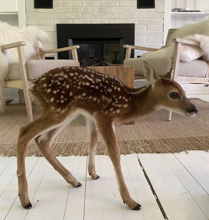 DeerEncounters's tweet image. 