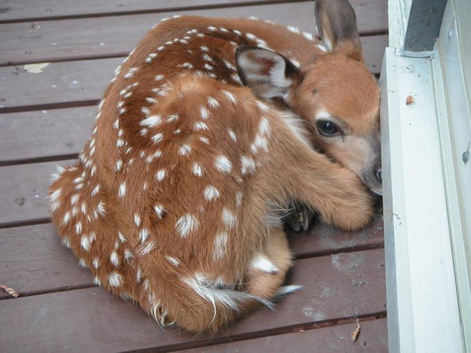 deer encounters 🦌 tweet media