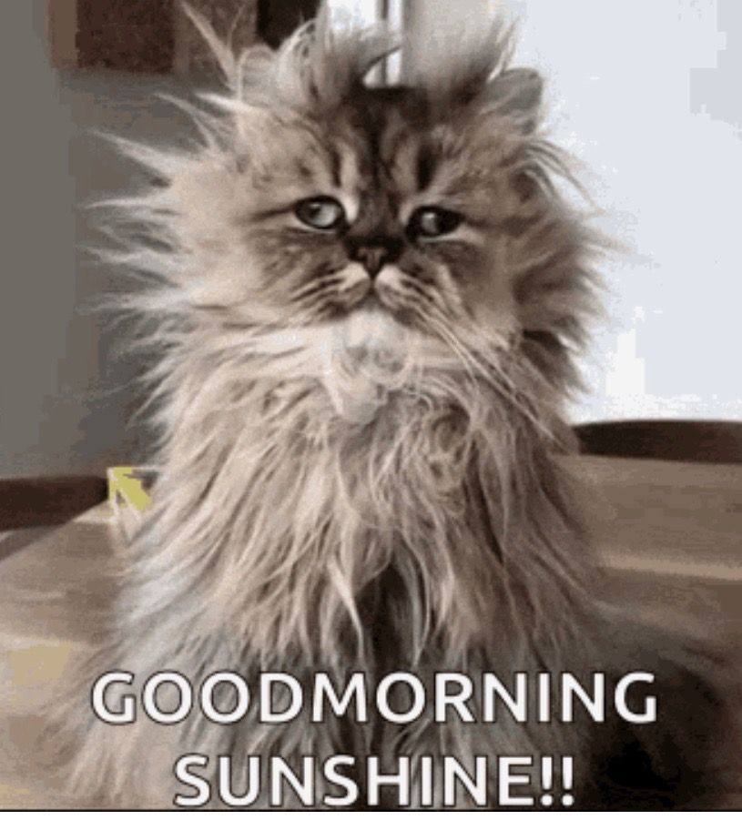 OfficialAMFL's tweet photo. Me at noon, having to talk to friends calling me on the phone: https://t.co/fCQUnStOWg