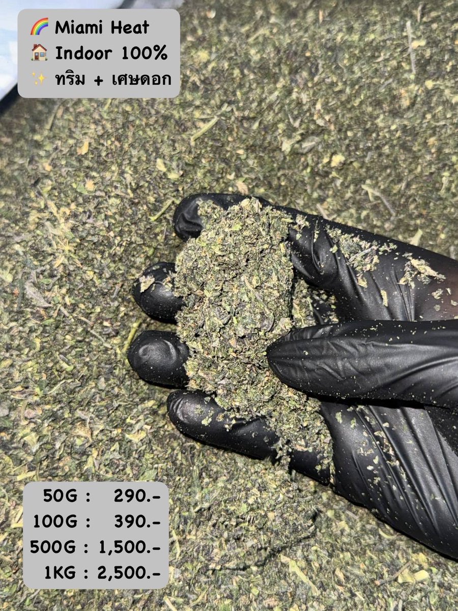 Miami Heat💚
Indoor 100%💯
ทริม + เศษดอก

50G:290.-
100G: 390.-
500G:1,500.-
1KG:2,500.-
Line ID:  @575briih (มี@ข้างหน้า)
กดลิ้งแอดไลน์👉 lin.ee/Vuy9cdu
#ขายกัญชา #กัญชาโอจี  #กัญชาออแกนิค #กัญชากรุงเทพ #กัญชาหัวหิน  #huahin #cannabishuahin #กัญชาราคาถูก #weedthailand