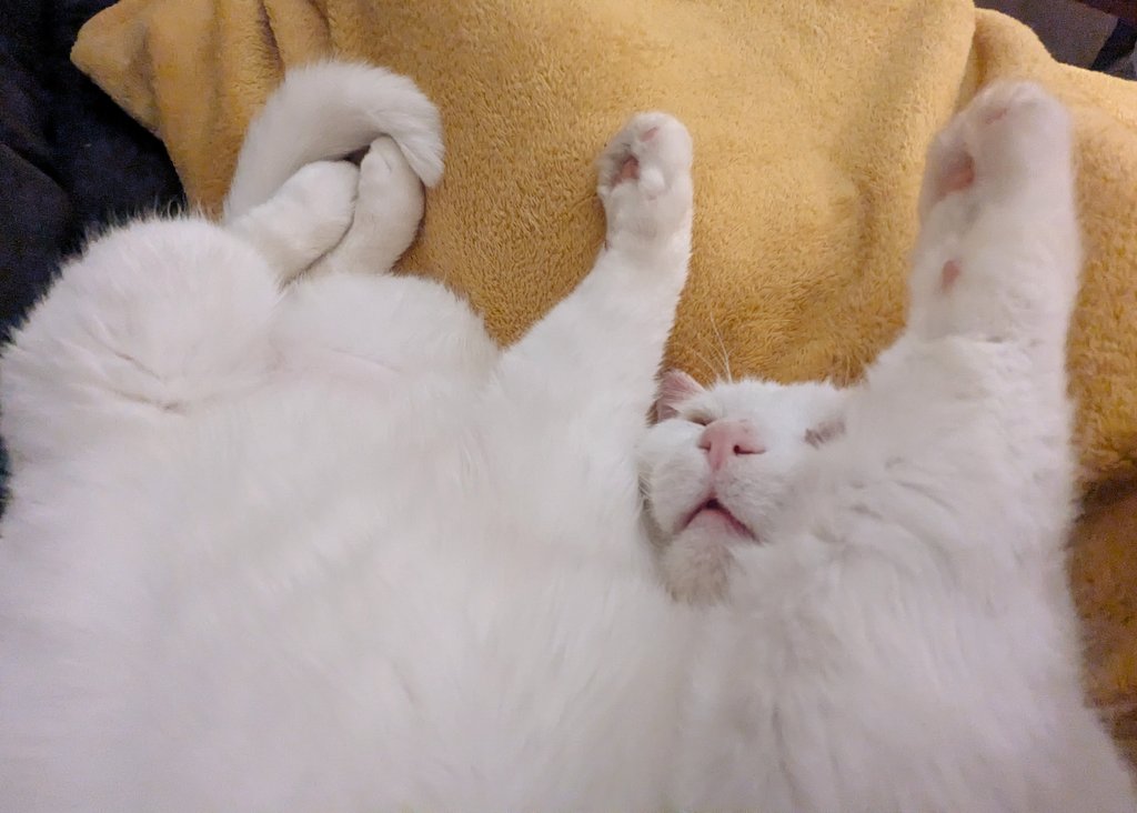 hams  in the air like u dont gare