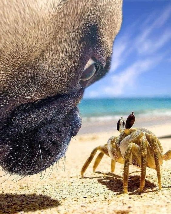 Abstract___or's tweet image. 개: "눈맞춤 릴레이 할래?" 게: "나한테 도전해? 꼬집힐 각오해야 할 거야!" 🐕🦀😂