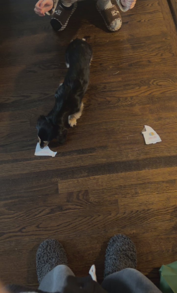 NECR0PHAGY's tweet image. Checking if my dog is proship to see if she needs to be canceled