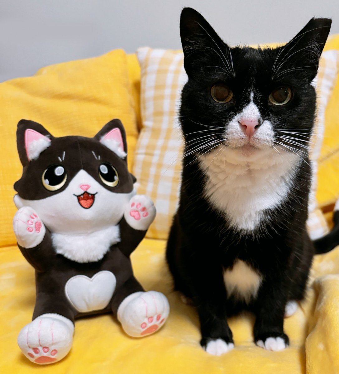 KiwiCat_TV's tweet photo. All she wants for christmas is a successful plushie campaign 🥺 If you would like a Kiwi Cat plushie or knows someone who might, please spread the word! We need 300 orders to make it come true 💛🐈‍⬛ https://t.co/Cwa9OyPynS