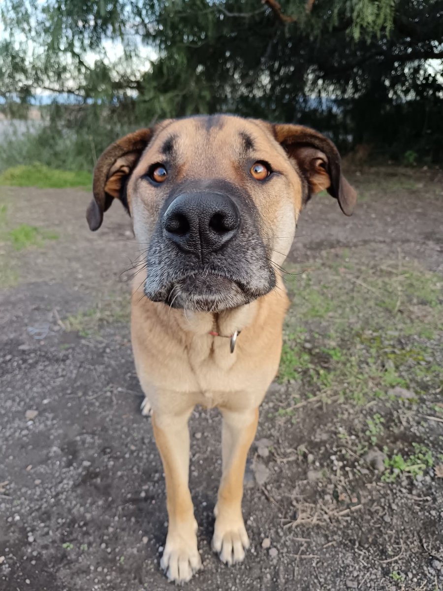 unonlus's tweet image. #Zeus e  #Ares, #cercafamiglia
🆘️🆘️🆘️🙏🏻
Passeranno un altro inverno da soli, al freddo senza una famiglia 💔
Per info solo whatsapp al 3204516186 o al 3311056830.#giulia