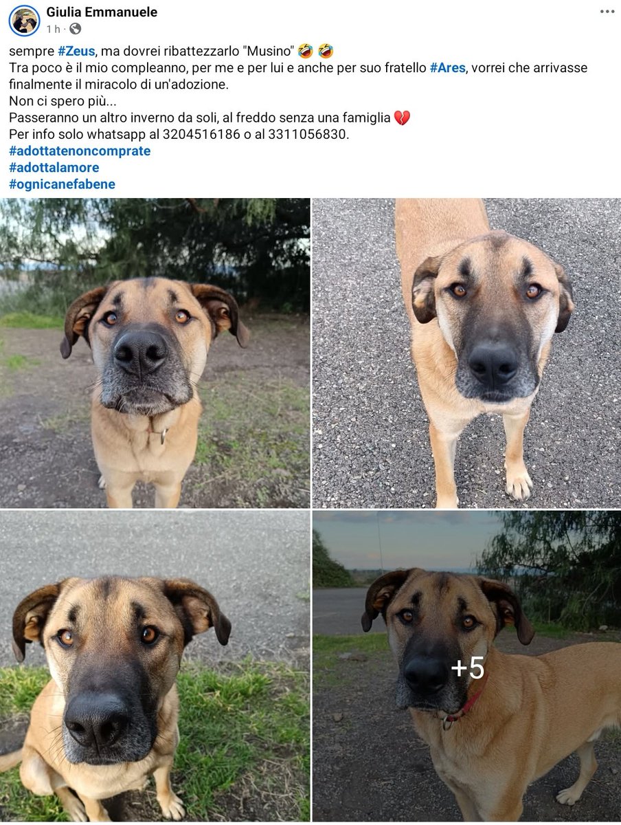 unonlus's tweet image. #Zeus e  #Ares, #cercafamiglia
🆘️🆘️🆘️🙏🏻
Passeranno un altro inverno da soli, al freddo senza una famiglia 💔
Per info solo whatsapp al 3204516186 o al 3311056830.#giulia