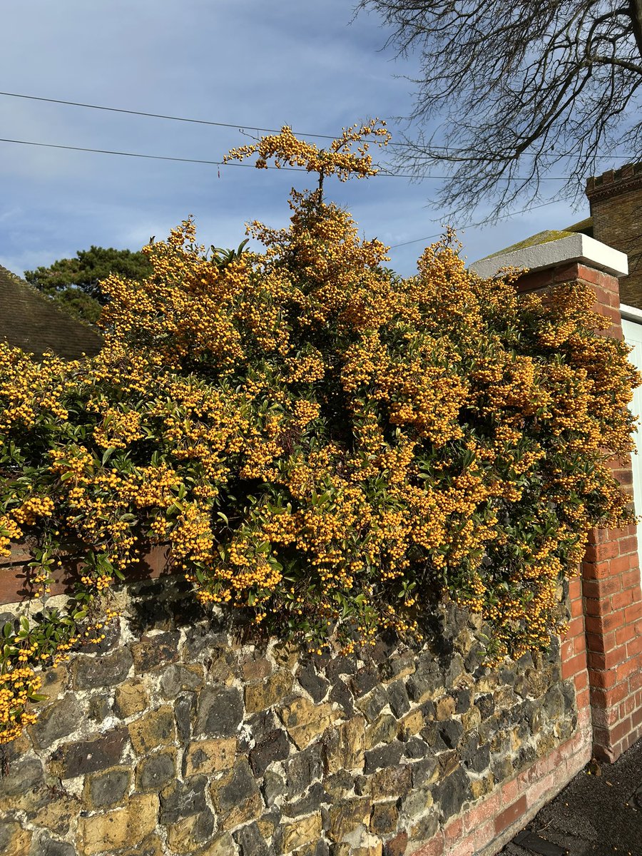 Sara Turle 💙 tweet media