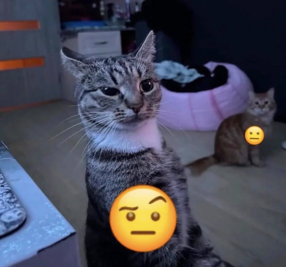cats with powerful impression 🐾 tweet media