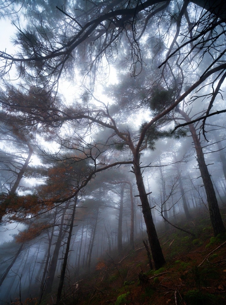 nordastelo's tweet image. In the shadowed branches of the universe, whispers chase the dying sun. 
&quot;Echoes of Prey&quot; – a haunting poem where rain drowns fears and silence hunts the soul. Are you the prey... or the echo? 
Dive into existential twilight:
mcghilea.wordpress.com/2025/11/30/ech… 
#Poetry #ExistentialHorror