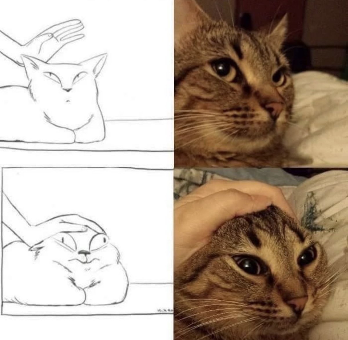 contents that ll heal your depression 🌻 (@catshealdeprsn) on Twitter photo 