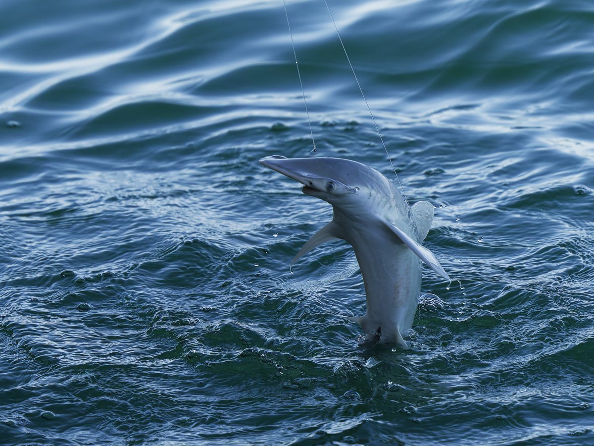 Люди сьогодні ловили усіляке