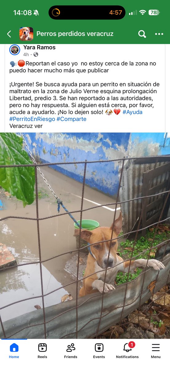 Se me parte el corazón ver la cantidad que hay de perritos callejeros en México y los que sufren de maltrato aún teniendo ‘’familia’’, y nadie hace nada parece que no hay justicia. 
Vean esas post de miles de casos que hay, con solo ver sus caritas se entiende todo 
😭💔