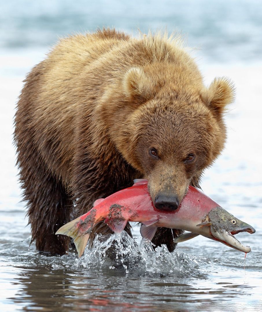 🐻 Bears Daily 🐻 (@bearsdaily_) on Twitter photo 