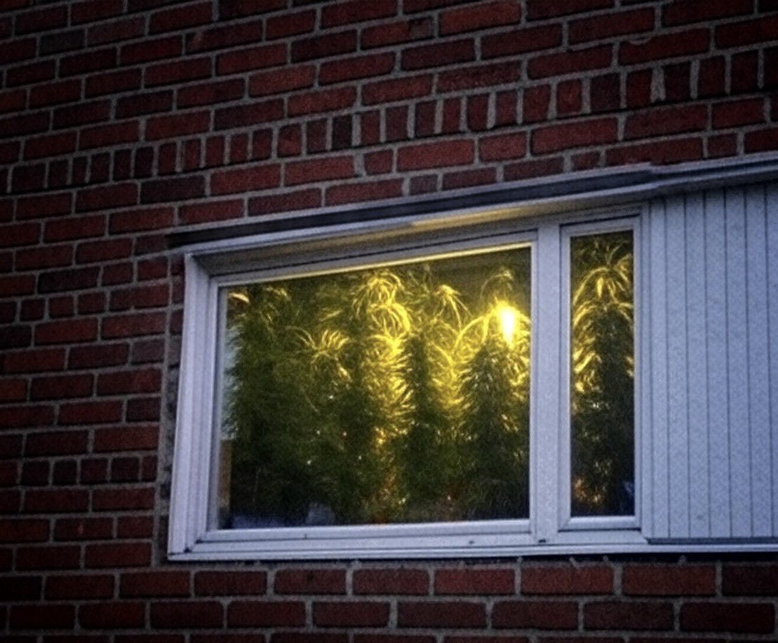 drhingram's tweet image. Nice to see my neighbour has his Christmas tree up