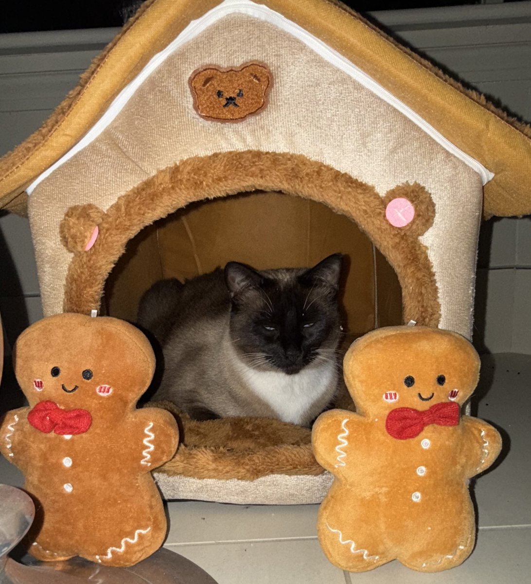 KittensCam's tweet image. Who’s getting into the festive spirit then? 🎄 

#cocoa