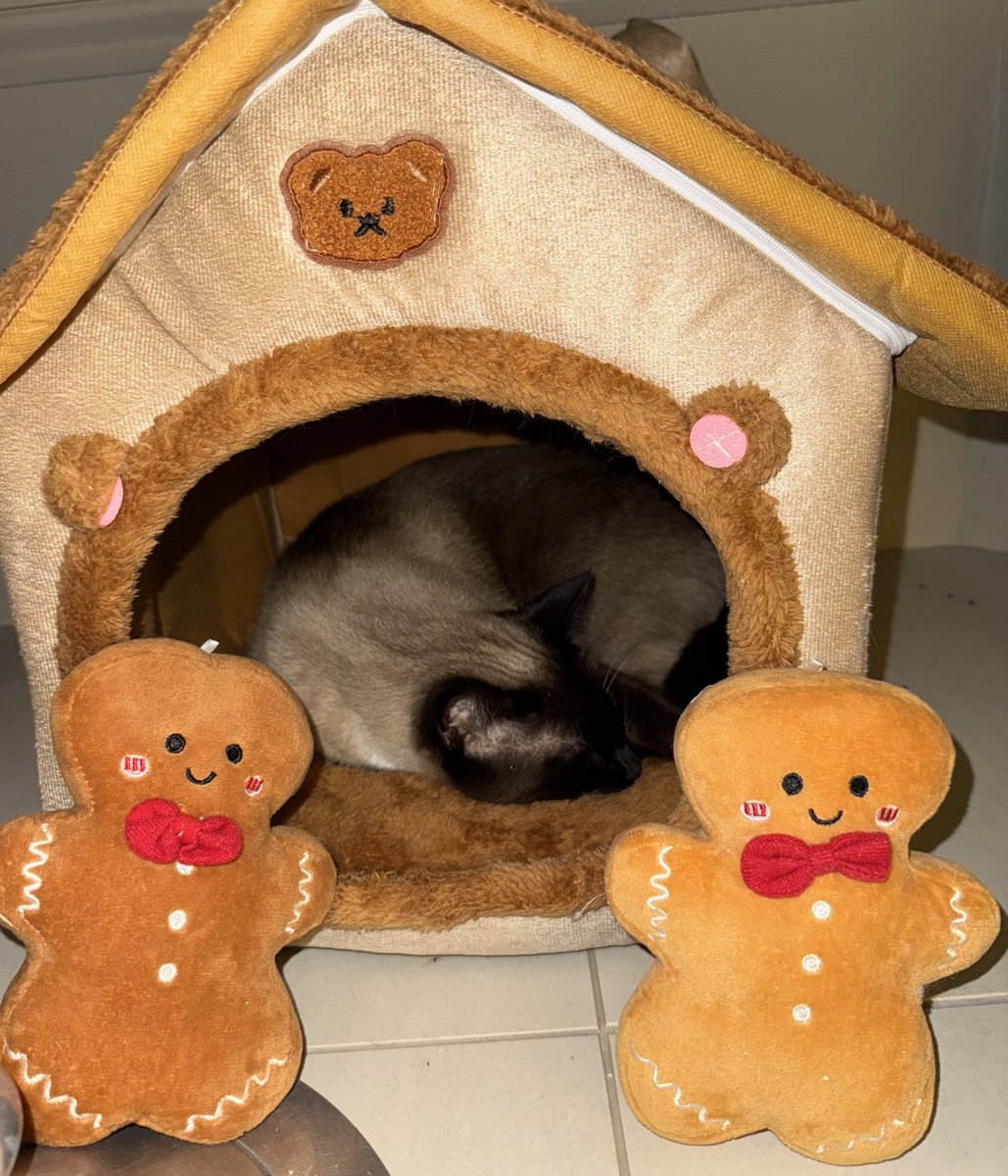 KittensCam's tweet image. Who’s getting into the festive spirit then? 🎄 

#cocoa