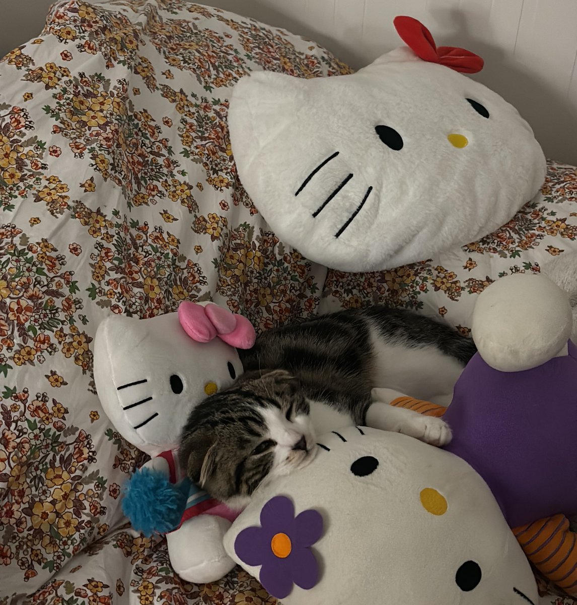 turkissdelightt's tweet image. il m’a volé tout mes doudous trql suis pas énervée