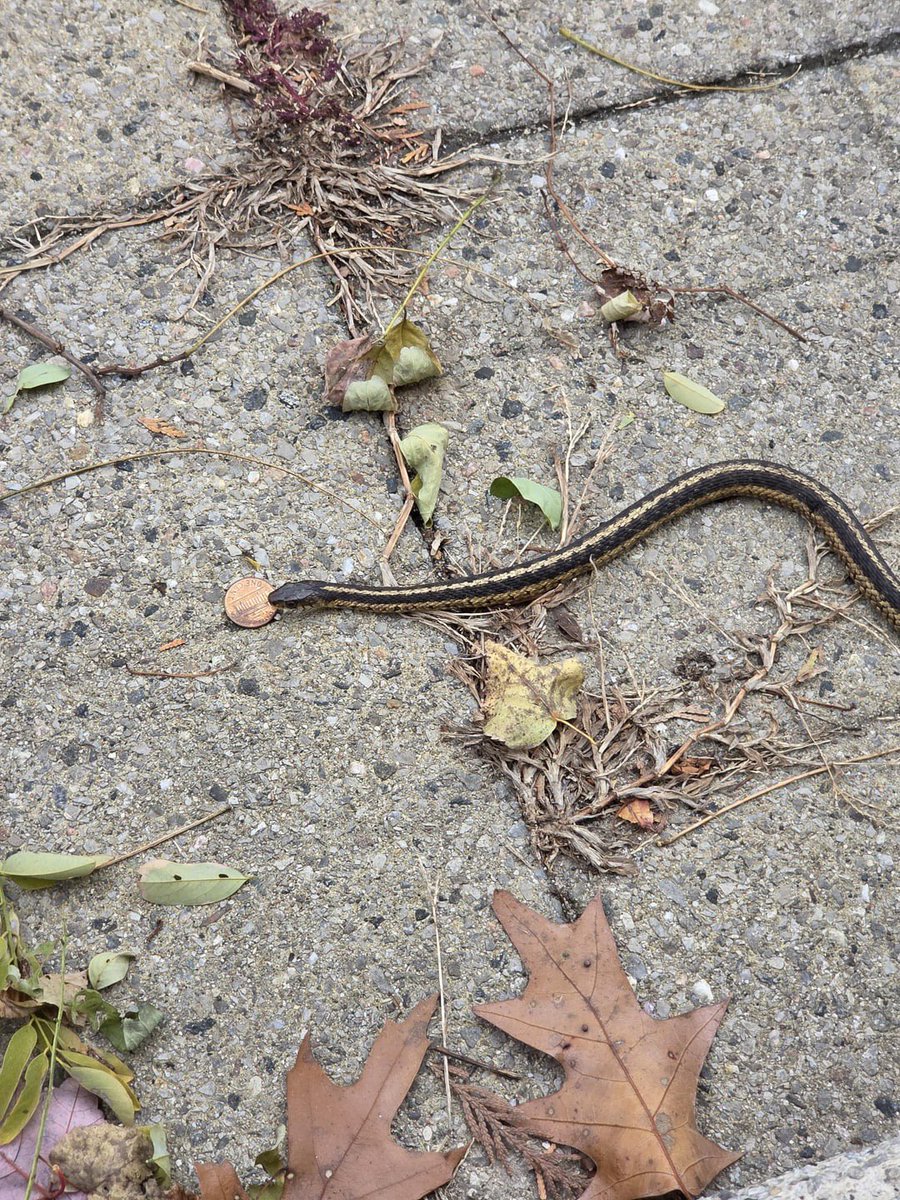 Penny Snake tweet media