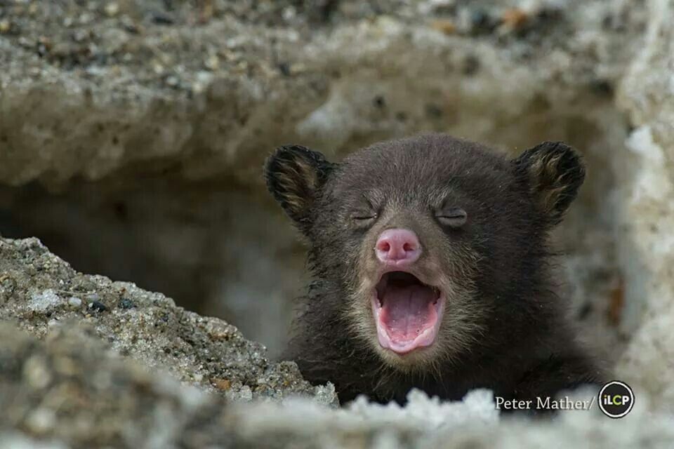 bearsdaily_'s tweet image. 