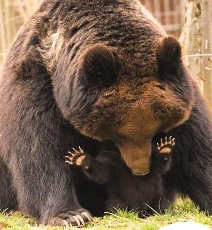 bearsdaily_'s tweet image. 