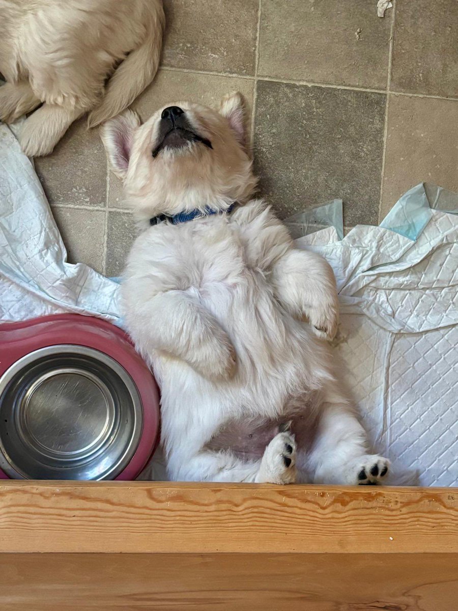 Dr Emma Kell FCCT tweet media