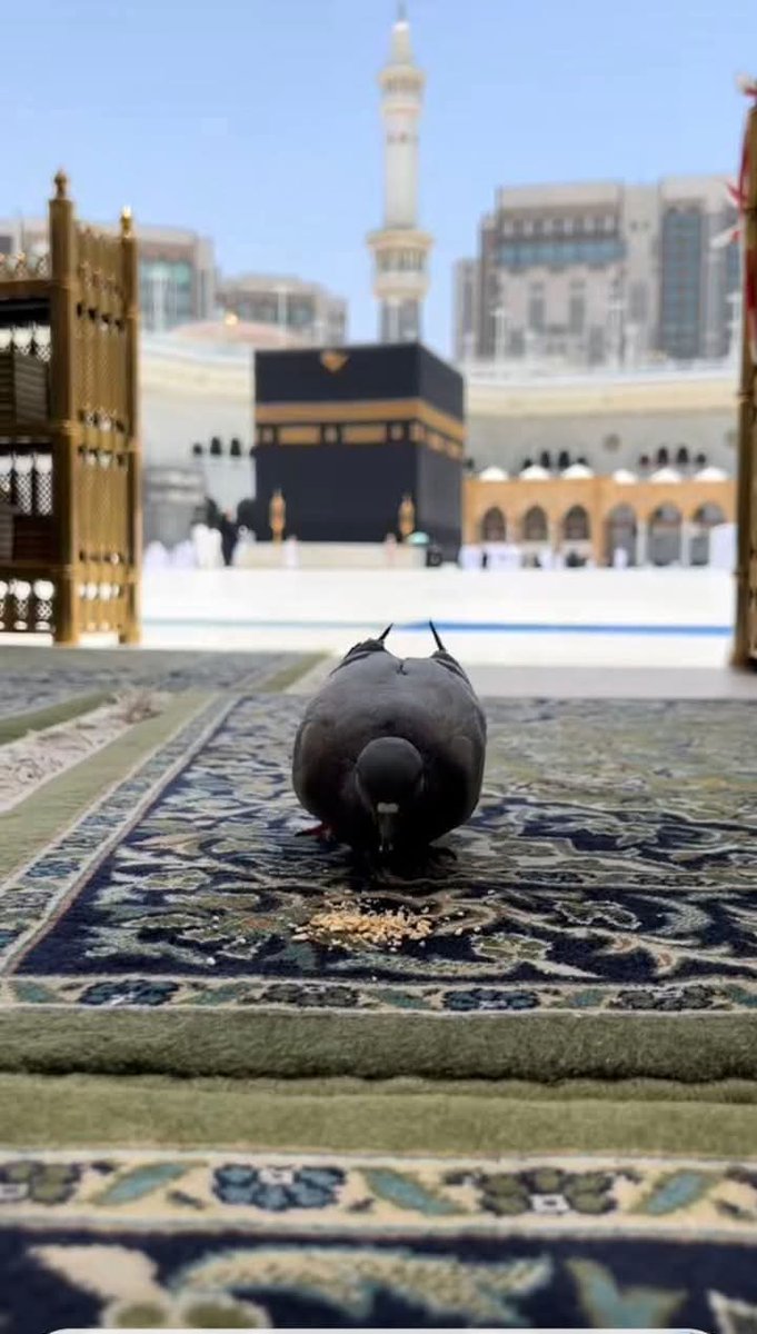 ستذهبت إلى مكة وتترك خلفك كل شيء 
ضجيج الدنياثقل القلب وهموم وأحزان العالم
الوجوه تتغير لكن وجهة قلبك واحدة هناك حيث تتلاشى الأثقال وتُغسل الروح وتُرفع الدعوات من أماكن منكسرة بصدق بداخلك أمنيات ولكن ماسيجري على لسانك أن يراك الله حيث يحب وأن تعود كما وُلدت خفيفًانقيًاومطمئنًا🕋