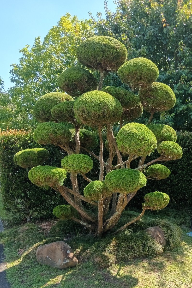 Botanichka's tweet image. Необычные топиарные формы в ландшафтном дизайне 🌲🌿

На фотографиях — отличный пример декоративной обрезки, когда крону многолетнего кустарника формируют в серию округлых, парящих «шаров».

#ландшафтный_дизайн