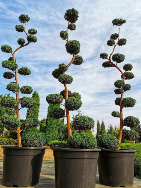 Botanichka's tweet image. Необычные топиарные формы в ландшафтном дизайне 🌲🌿

На фотографиях — отличный пример декоративной обрезки, когда крону многолетнего кустарника формируют в серию округлых, парящих «шаров».

#ландшафтный_дизайн