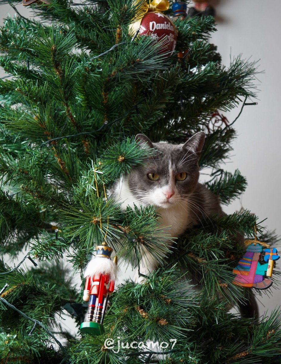 Juan C Montenegro A tweet media