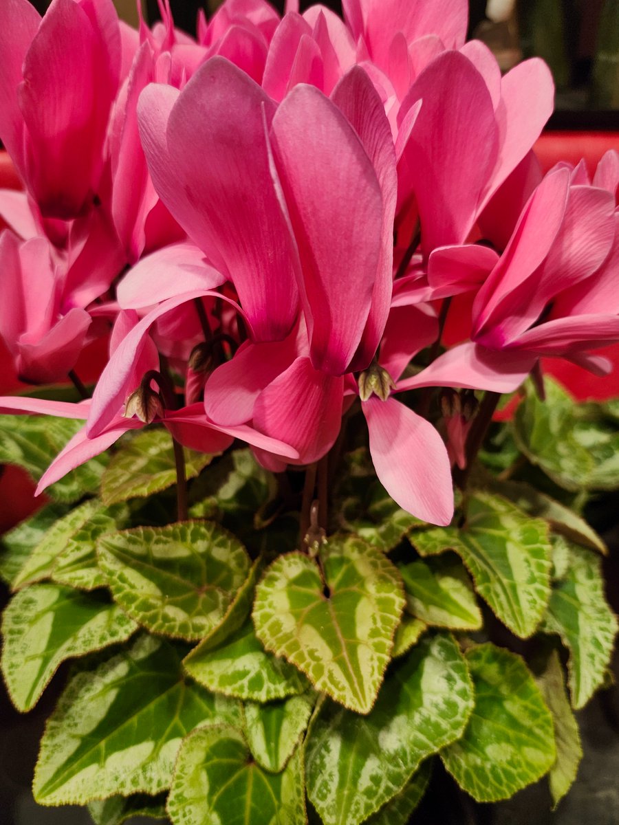 はなはな (@hana1239hana9) / Posts / X