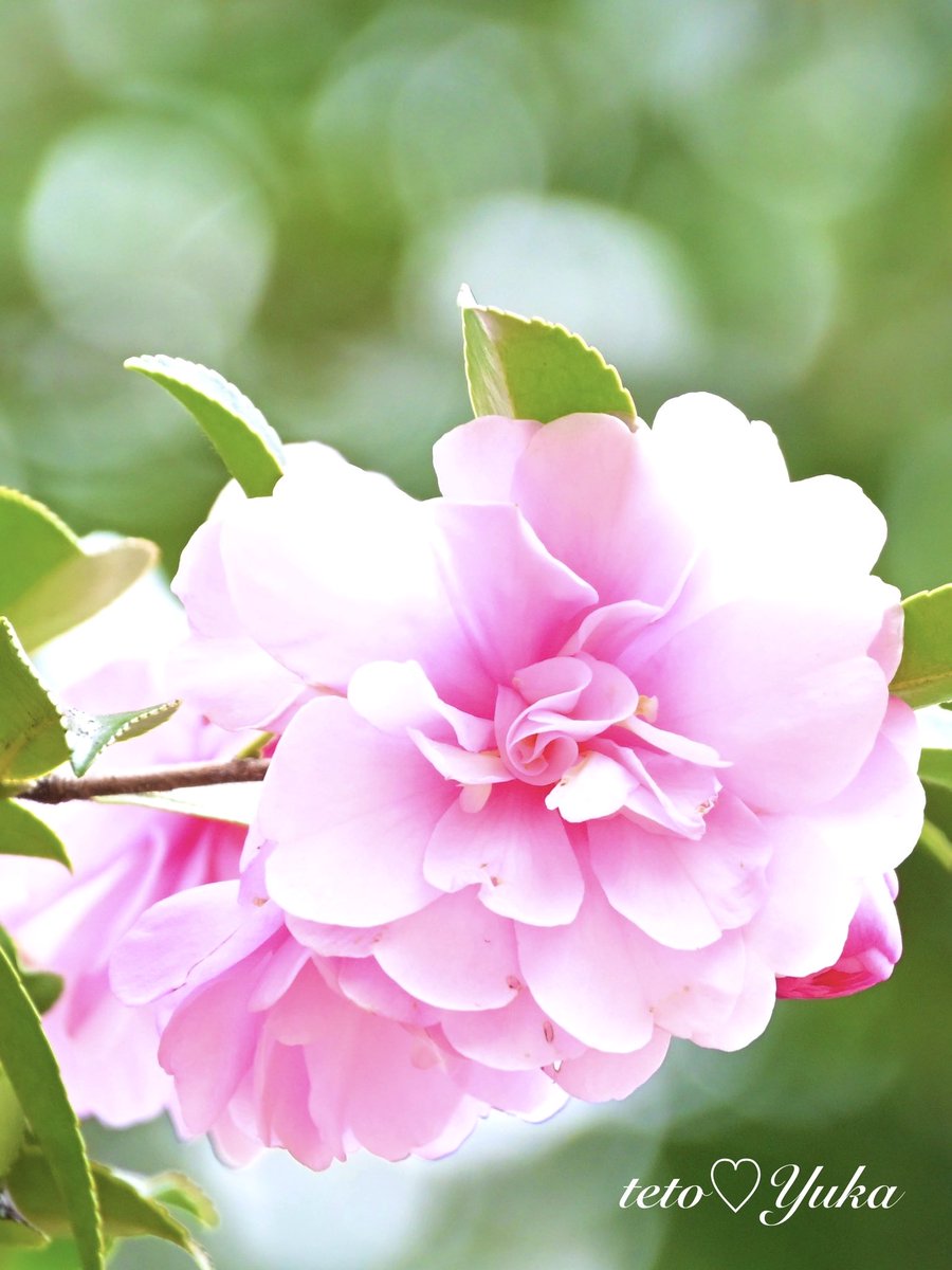 ・
テトの花便り〜

優しい桃色の光に包まらて
午後の日差しに、ほっこり

おはようございます

青空☀️Monday
日差したっぷりだけと
強風の日〜彡(( &gt; &lt;｡)彡〜
飛ばされない様にね〜

#桃色 
#NaturePhotography