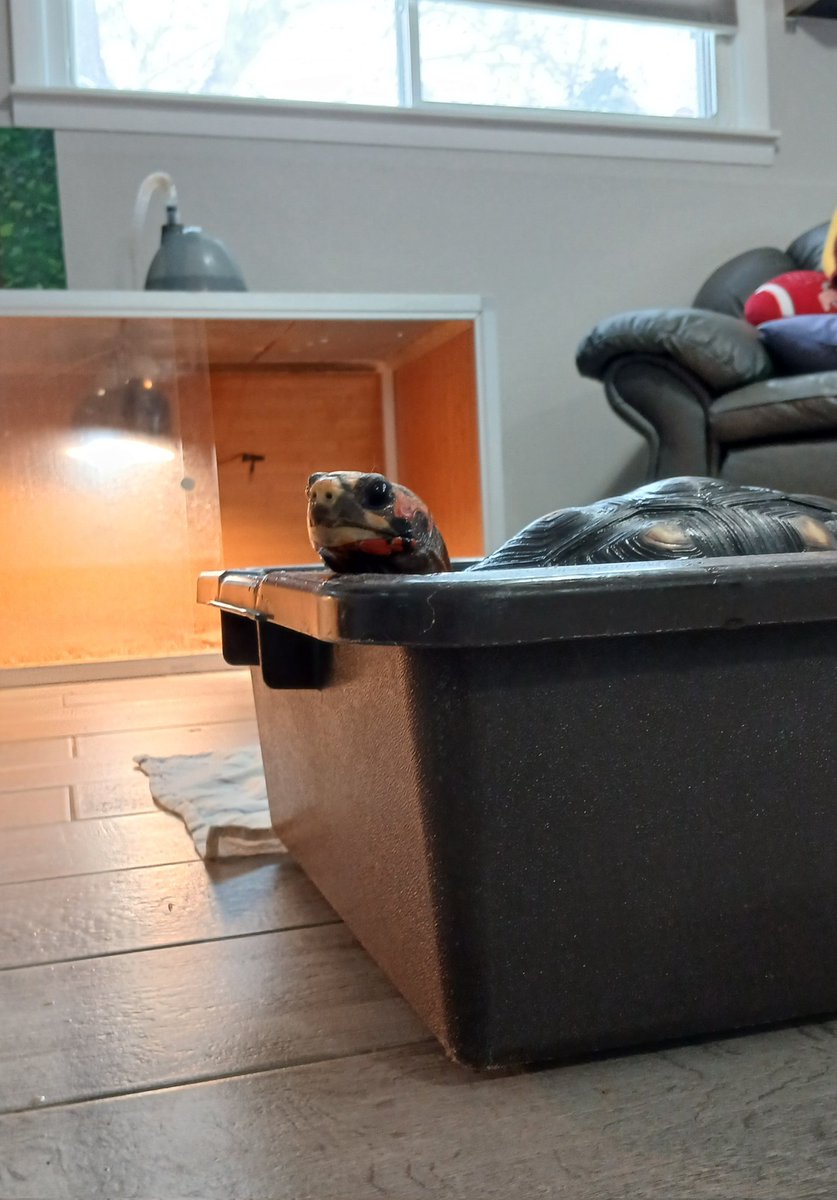 MassiveTortoise's tweet photo. It might be snowy outside,  but im getting a warm soak inside. Waiting for summer to come again....🐢 https://t.co/HlTwMStBYD