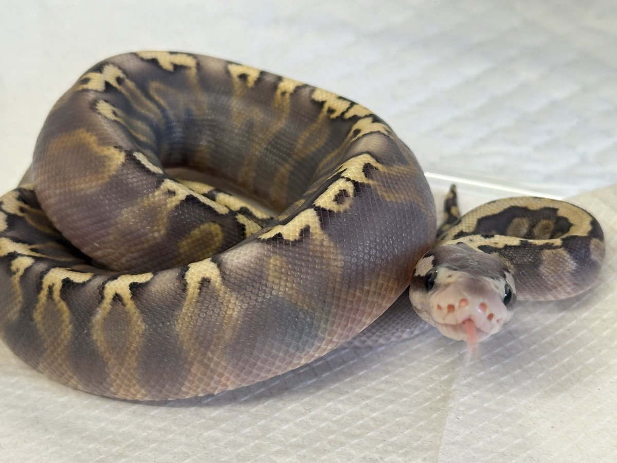 RAIKA_BP_JP's tweet image. 生まれてから一秒もサボらずキレ散らかしてるベビヤクザ👼=͟͟͞͞🔪❤️‍🩹⚡︎
#ballpython
#ボールパイソン