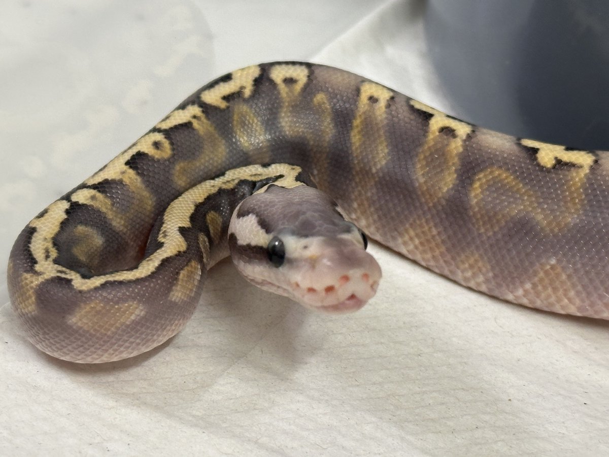 RAIKA_BP_JP's tweet image. 生まれてから一秒もサボらずキレ散らかしてるベビヤクザ👼=͟͟͞͞🔪❤️‍🩹⚡︎
#ballpython
#ボールパイソン