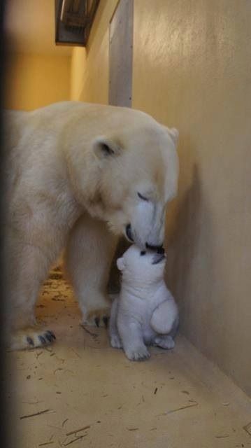 🐻 Bears Daily 🐻 (@bearsdaily_) on Twitter photo 