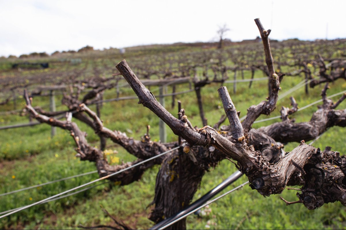 Páter, Bodegas Monje tweet media
